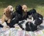 AKC standard poodles, parti coats. 