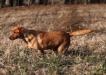 grandmaster pointing  retriever “Croft “ 