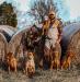 RedStorm Gundogs producing loyal companions, and elite Gundogs