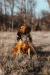 SHR Annie with a Beautiful pheasant 