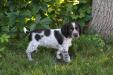 The available Roan Female
