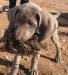 On quail starting at 4 1/2 weeks