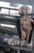 Chukar 