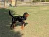 Gordy, Sire of litter