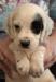 #F24M1 White, Black, & Ticked male. Born 05/03/24. $900.00 For more photos and info go to http://mvsetters.com/pupsavailable.html