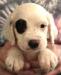 #F24M4 White, Black, & Ticked male. Born 05/03/24. $900.00 For more photos and info go to http://mvsetters.com/pupsavailable.html