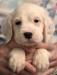 #G24M2 Tri-Belton male. Born 05/12/24. $950.00 For more photos and info go to http://mvsetters.com/pupsavailable.html
