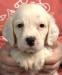 #H24M2 Tri-Belton male. Born 05/13/24. $1050.00 For more photos and info go to http://mvsetters.com/pupsavailable.html