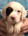 #I24M1 Tri-Color male. Born 05/21/24. $950.00 For more photos and info go to http://mvsetters.com/pupsavailable.html