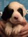 #I24M2 Tri-Color Male. Born 05/21/24. $950.00 For more photos and info go to http://mvsetters.com/pupsavailable.html