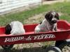 This litter red wagon
