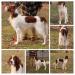 Sire &quot;Hadley&quot;