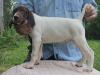 MALE @ 8 WEEKS OLD (SOLD 08/17/24)