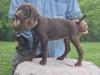 FEMALE @ 8 WEEKS OLD (SOLD 07/08/24)