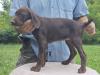 FEMALE @ 8 WEEKS OLD (AVAILABLE)