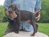 FEMALE @ 8 WEEKS OLD (AVAILABLE)