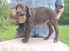 FEMALE @ 8 WEEKS OLD (AVAILABLE) (She has a small umbilical hernia. Price is negotiable, contact me for details.)