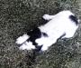 White and black male.
