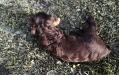 Liver male