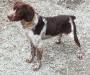 Sire: Parker