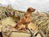 GCH CH Birchbark Chiseled Rock MH (Rocky)