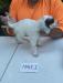 Male pup one
