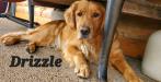 Mother of the litter due July 31st,2024
Puppies will be ready end of September 


