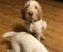 Mr. Smee (green collar, boy) has found his forever home. Smee watches carefully. Photo taken at 3 months old.