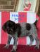 Glory Female Left Chip 3613