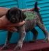 Glory Female Left ** Chip 3630