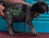 Glory Female Right **Chip 3630
