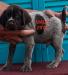Glory Male Left **Chip 2976