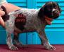 Glory Male Right **Chip 2976