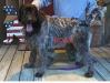 Bogie -- Sire of litter
