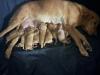 Pups are here 4 females 5 males 