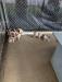 Tripp x Roxie Puppies Born 6-15-2024.  Now 6-Weeks Old 7-28-24.  There is still 1-male available for sale.