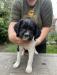 #3 Valtion male $600