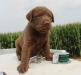 six wks male 600