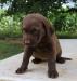 6 wks female 600