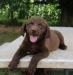 6 wks female 600