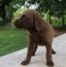 6 wks female 600
