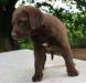 6 wks female 600