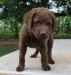 6 wks male 600