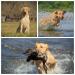 Master Hunter with Master National pass
Sire is black out of Castile Creek Kennel
