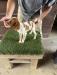 Male 2 B - Orange Roan