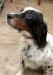 sire: Daybreak Ramblin Rhett