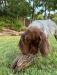 Roger- One of our males.  He's got a laid back personality.  He's got a strong desire for retrieving and bird wing.  He's a quick learner.
