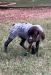 Wilie is a male.  He's got quick reflexes and enjoys bird work.  He's good with retrieve and following the bird wing.  He's loves being active.