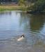 Echo loves the water!