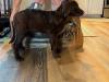 Purple, Female, Dark Brown 